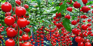 Healthy Tomato Seedling Production Techniques for Improved Crop Yield Healthy Tomato Seedling Production Techniques for Improved Crop Yield