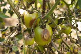Important Tomato Diseases and Their Management
