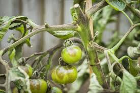 Important Tomato Diseases and Their Management Important Tomato Diseases and Their Management
