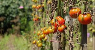Important Tomato Diseases and Their Management Important Tomato Diseases and Their Management