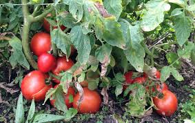 Important Tomato Diseases and Their Management Important Tomato Diseases and Their Management