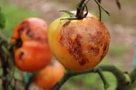 Managing Fungal Diseases of Tomato: A Comprehensive Guide for Farmers Managing Fungal Diseases of Tomato: A Comprehensive Guide for Farmers