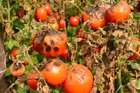 Managing Fungal Diseases of Tomato: A Comprehensive Guide for Farmers Managing Fungal Diseases of Tomato: A Comprehensive Guide for Farmers