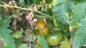 Managing Fungal Diseases of Tomato: A Comprehensive Guide for Farmers Managing Fungal Diseases of Tomato: A Comprehensive Guide for Farmers