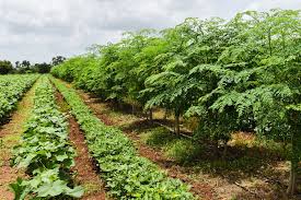 Biodiversity on the Farm in Sustainable Agriculture