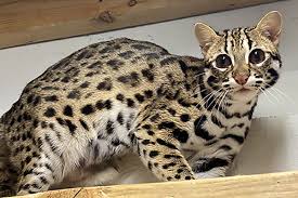 Asian Leopard Cat Description and Complete Care Guide