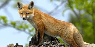 All You Need to Know About Wild Foxes