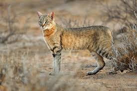 All You Need to Know About Wild Foxes