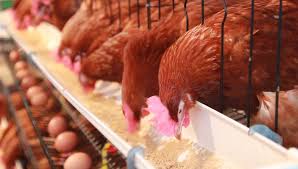 How to Increase Egg Production in Commercial Layers