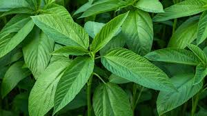 Jute or Saluyot leaves