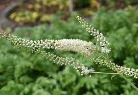 Black Cohosh - Importance and Health Benefits