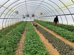 Principles and Practices of Out-of-Door and Greenhouse Cut-Flower Production in Agriculture