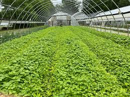 Principles and Practices of Out-of-Door and Greenhouse Cut-Flower Production in Agriculture Principles and Practices of Out-of-Door and Greenhouse Cut-Flower Production in Agriculture