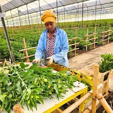 Principles and Practices of Out-of-Door and Greenhouse Cut-Flower Production in Agriculture Principles and Practices of Out-of-Door and Greenhouse Cut-Flower Production in Agriculture