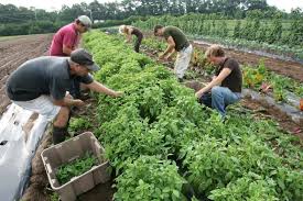 Organic Farming: Meaning, Principles, Features, and Benefits to Small-Scale Agriculture