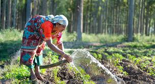 Organic Farming: Meaning, Principles, Features, and Benefits to Small-Scale Agriculture Organic Farming: Meaning, Principles, Features, and Benefits to Small-Scale Agriculture