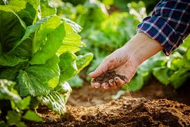 Organic Farming: Meaning, Principles, Features, and Benefits to Small-Scale Agriculture Organic Farming: Meaning, Principles, Features, and Benefits to Small-Scale Agriculture