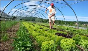 Organic Farming: Meaning, Principles, Features, and Benefits to Small-Scale Agriculture Organic Farming: Meaning, Principles, Features, and Benefits to Small-Scale Agriculture
