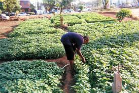 Urban Farming and Its Role in Agricultural Development in Cities Urban Farming and Its Role in Agricultural Development in Cities