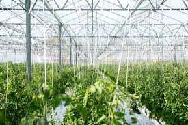 Definition and Importance of Protected Crop Cultivation in Agriculture