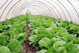 Definition and Importance of Protected Crop Cultivation in Agriculture Definition and Importance of Protected Crop Cultivation in Agriculture