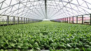Definition and Importance of Protected Crop Cultivation in Agriculture Definition and Importance of Protected Crop Cultivation in Agriculture