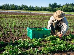 Principles of Organic Agriculture in Modern Farming