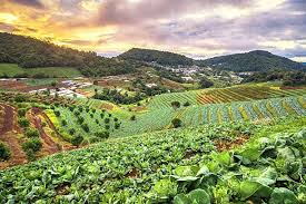 Principles of Organic Agriculture in Modern Farming Principles of Organic Agriculture in Modern Farming
