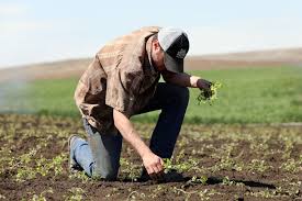 Principles of Organic Agriculture in Modern Farming Principles of Organic Agriculture in Modern Farming