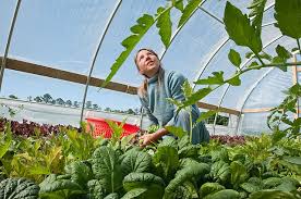 Principles of Organic Agriculture in Modern Farming Principles of Organic Agriculture in Modern Farming