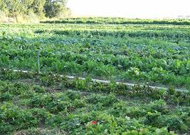 Organic Farming Management: Principles and Practices for Sustainable Agriculture Organic Farming Management: Principles and Practices for Sustainable Agriculture