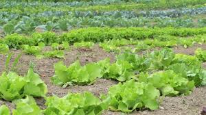 Organic Farming Management: Principles and Practices for Sustainable Agriculture Organic Farming Management: Principles and Practices for Sustainable Agriculture