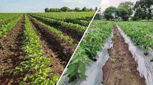 Organic Farming Techniques and Materials for Sustainable Agriculture