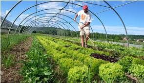 Organic Farming Techniques and Materials for Sustainable Agriculture Organic Farming Techniques and Materials for Sustainable Agriculture