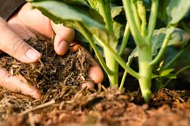 Sources of Organic Fertilizer Nutrients for Agricultural Soil Improvement