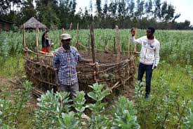 Sources of Organic Fertilizer Nutrients for Agricultural Soil Improvement Sources of Organic Fertilizer Nutrients for Agricultural Soil Improvement