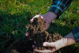 Sources of Organic Fertilizer Nutrients for Agricultural Soil Improvement Sources of Organic Fertilizer Nutrients for Agricultural Soil Improvement
