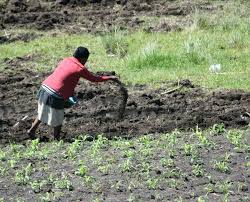 Crop Nutrition Management in Organic Farming Crop Nutrition Management in Organic Farming
