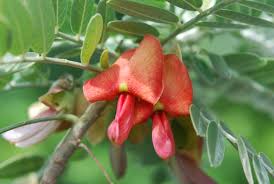 Botanical and Agricultural Characteristics of the Family Leguminosae