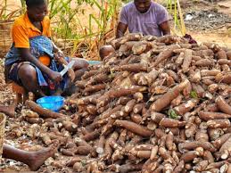 Root and Tuber Crops in West African Agriculture Root and Tuber Crops in West African Agriculture