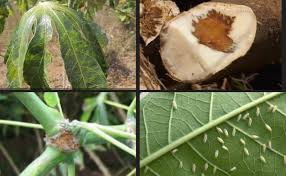 Root and Tuber Crops in West African Agriculture Root and Tuber Crops in West African Agriculture