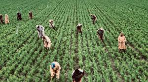 Health and Environmental Impact of Organic Farming Systems