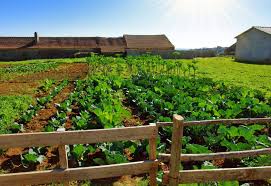 Health and Environmental Impact of Organic Farming Systems Health and Environmental Impact of Organic Farming Systems