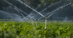 Water Management in Vegetable Crop Production Water Management in Vegetable Crop Production