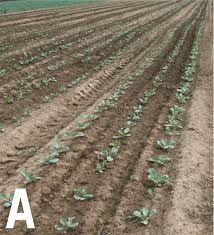 Water Management in Vegetable Crop Production Water Management in Vegetable Crop Production