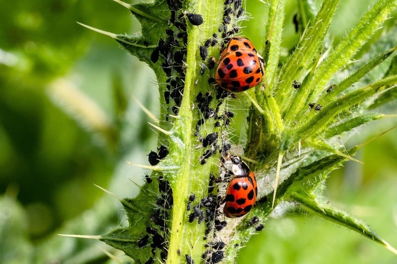 Pest and Disease Management in Vegetable Farming