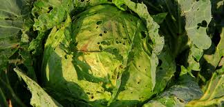 Pest and Disease Management in Vegetable Farming Pest and Disease Management in Vegetable Farming
