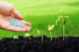 Pest and Disease Management in Vegetable Farming Pest and Disease Management in Vegetable Farming
