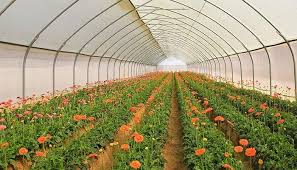 Greenhouse Protected Cultivation System in Agriculture