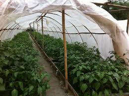 Greenhouse Protected Cultivation System in Agriculture Greenhouse Protected Cultivation System in Agriculture